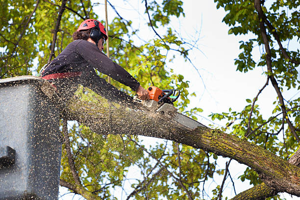 Best Tree Clearing Services  in Westminster, CO